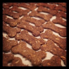 biscoitos cao_aqui_ha_gata